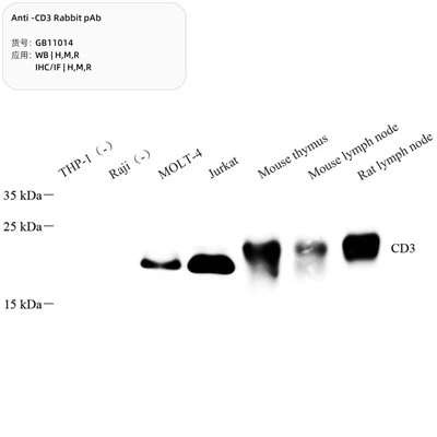 PAB coinín frith-CD3