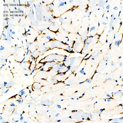 Frith-CD34 Coinín PAB